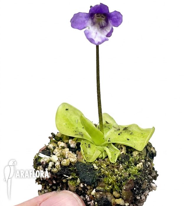 Pinguicula macroceras (japan)