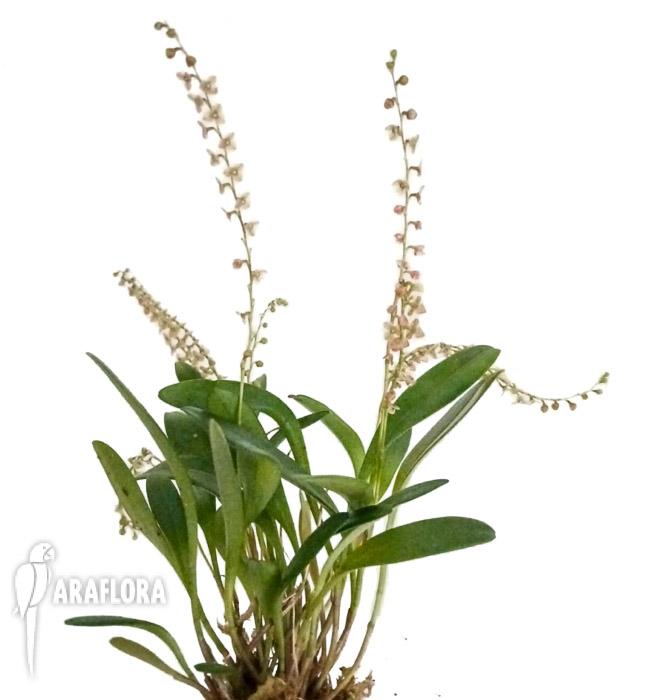 Stelis itatiayae