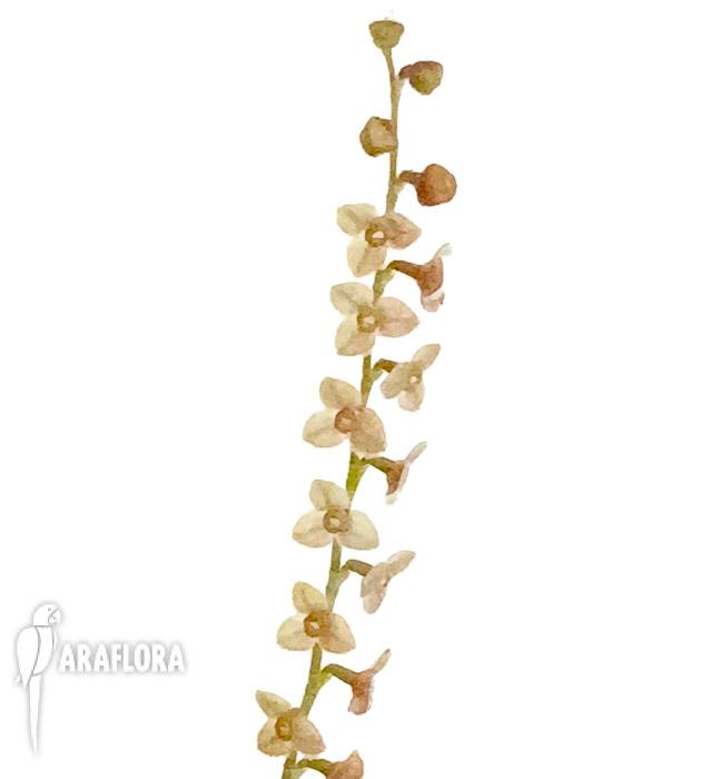 Stelis itatiayae