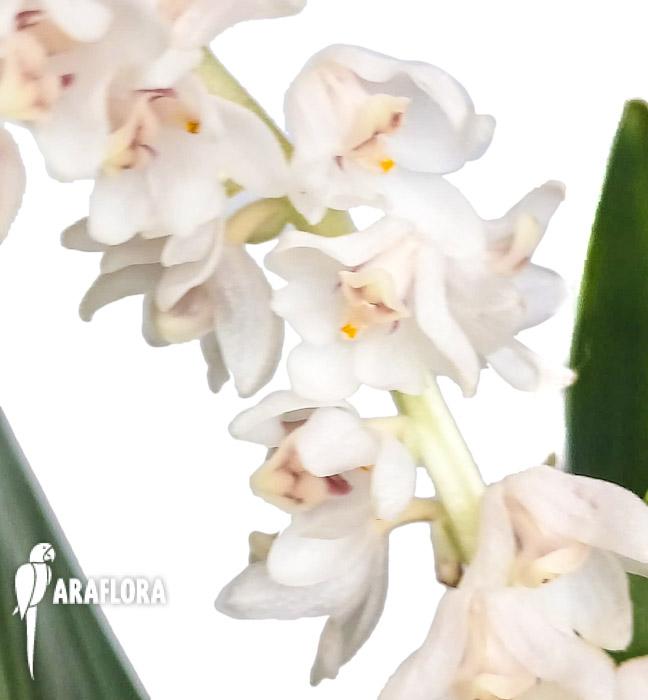 Eria hyacinthoides