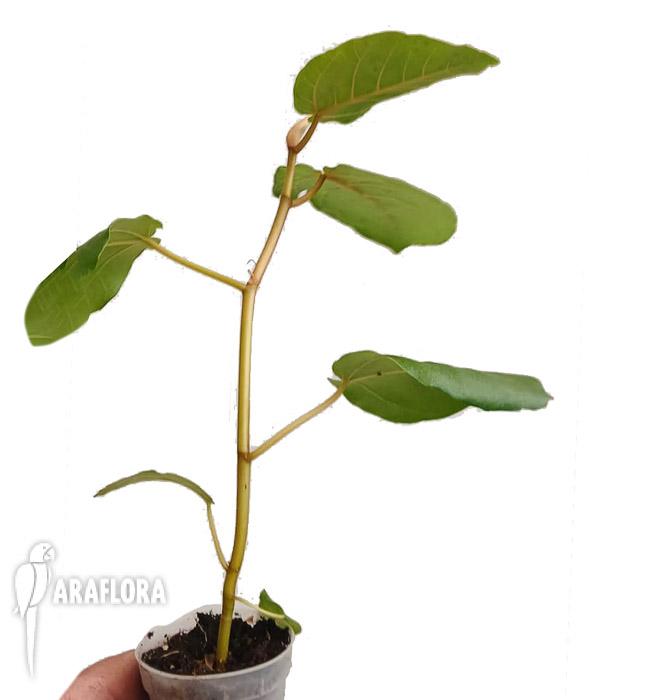 Ficus dammaropsis