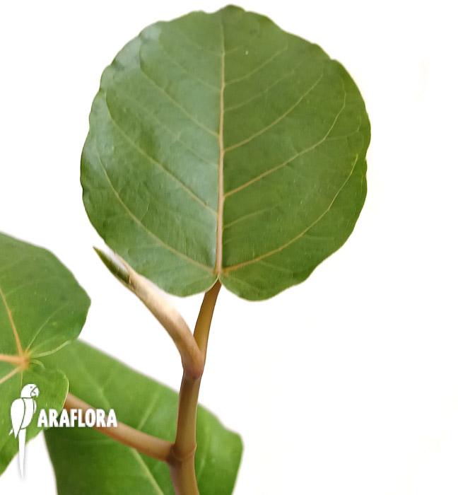 Ficus dammaropsis