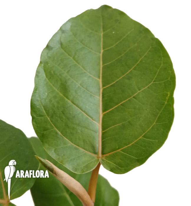 Ficus dammaropsis