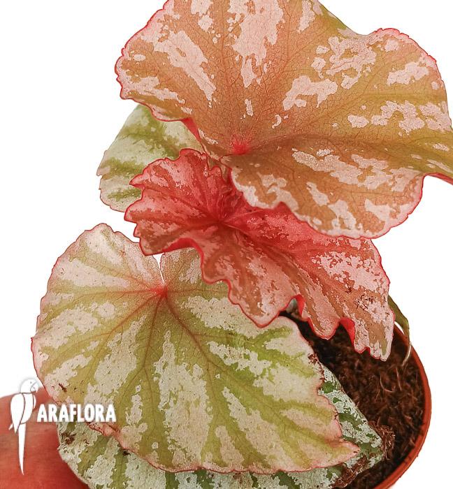 Begonia ‘Highway’