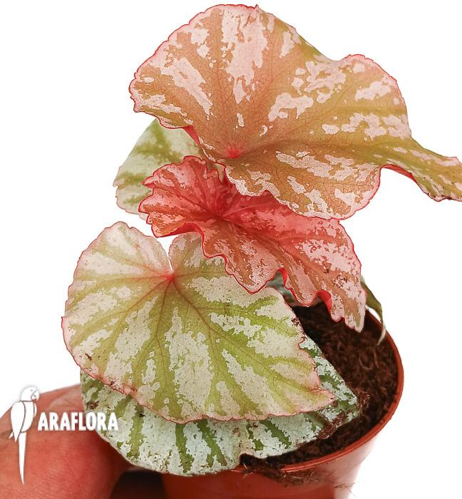 Begonia ‘Highway’