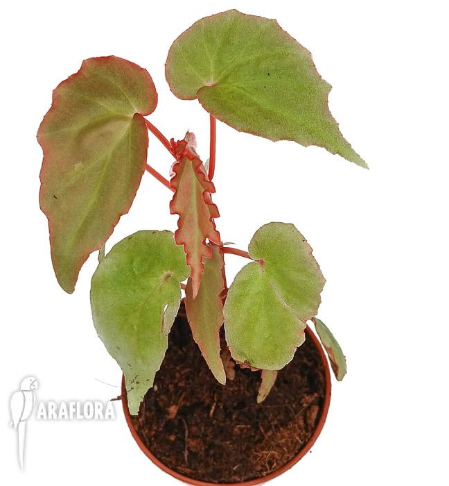 Begonia ‘Tiny gem’