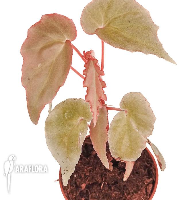 Begonia ‘Tiny gem’