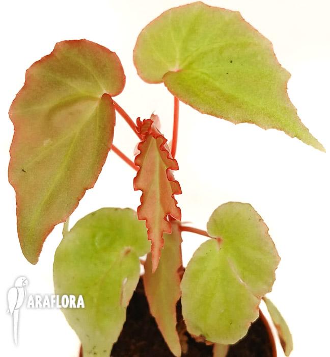 Begonia ‘Tiny gem’