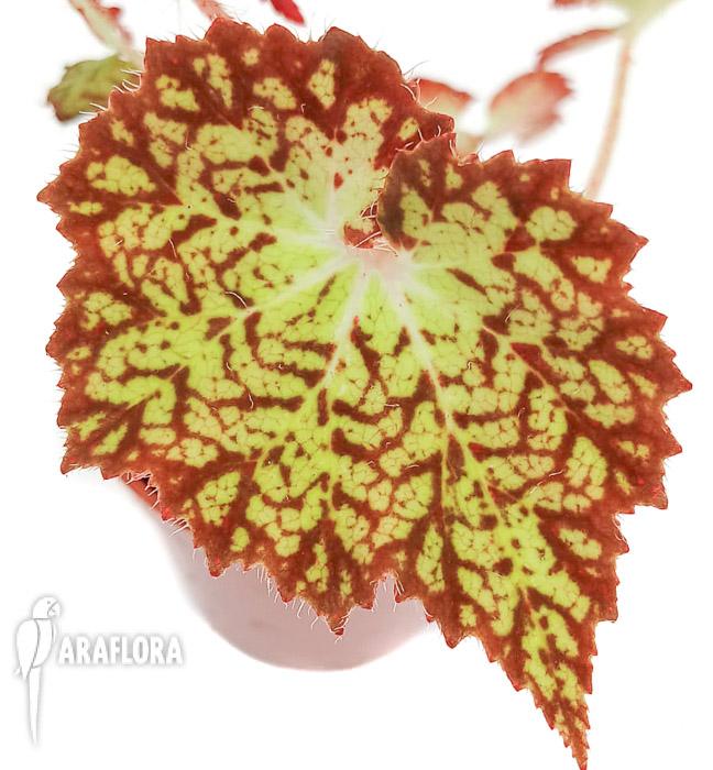 Begonia hybrid ‘Crystal Brook’