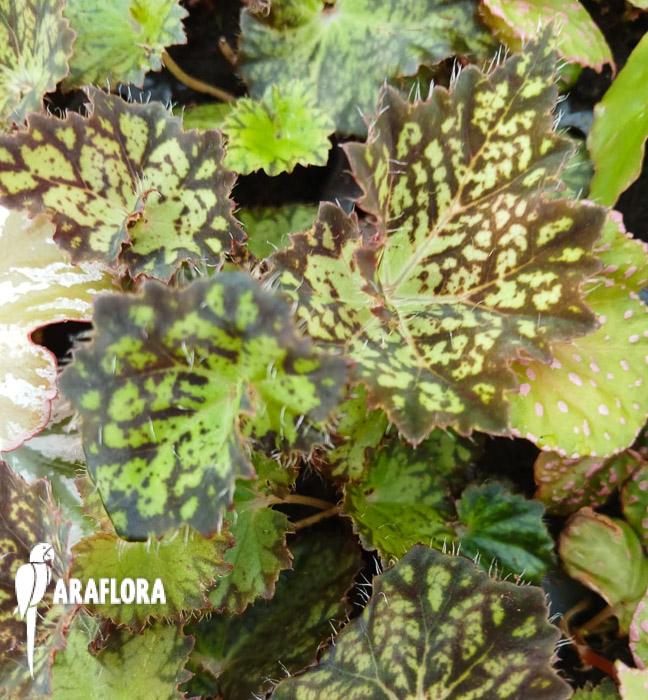 Begonia hybrid ‘Crystal Brook’
