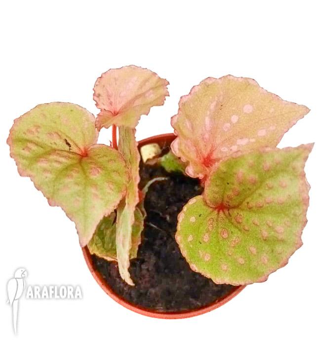 Begonia roseopunctata