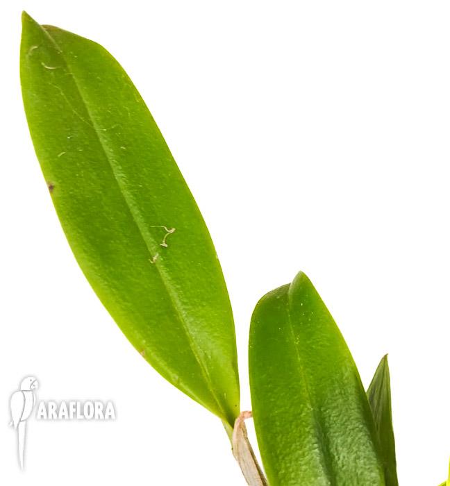 Cattleya araguaiensis