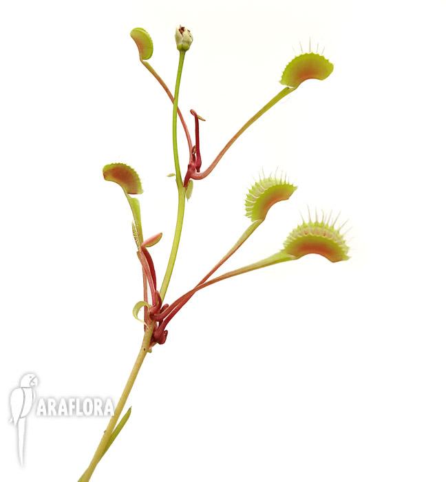 Dionaea muscipula ‘High up Red’