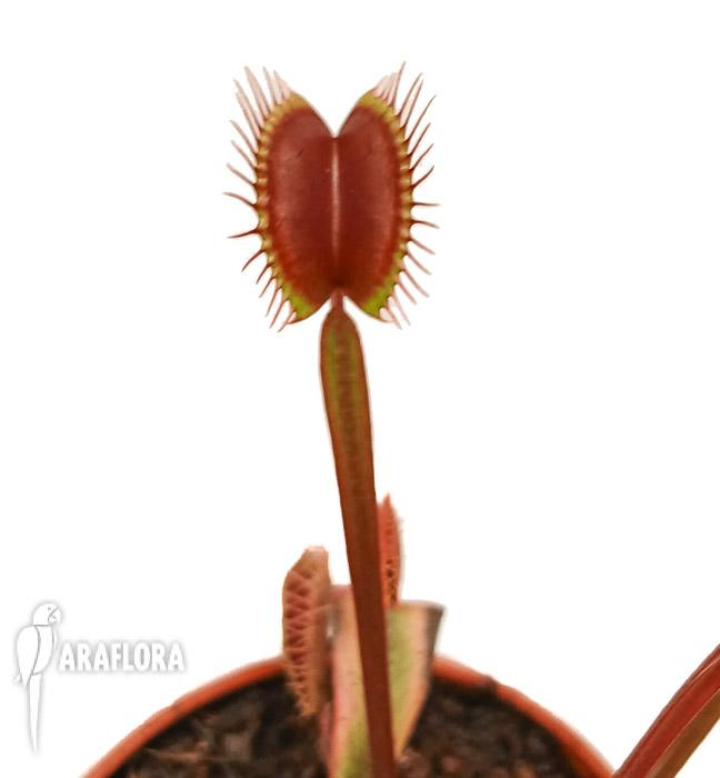 Dionaea muscipula ‘New Red’