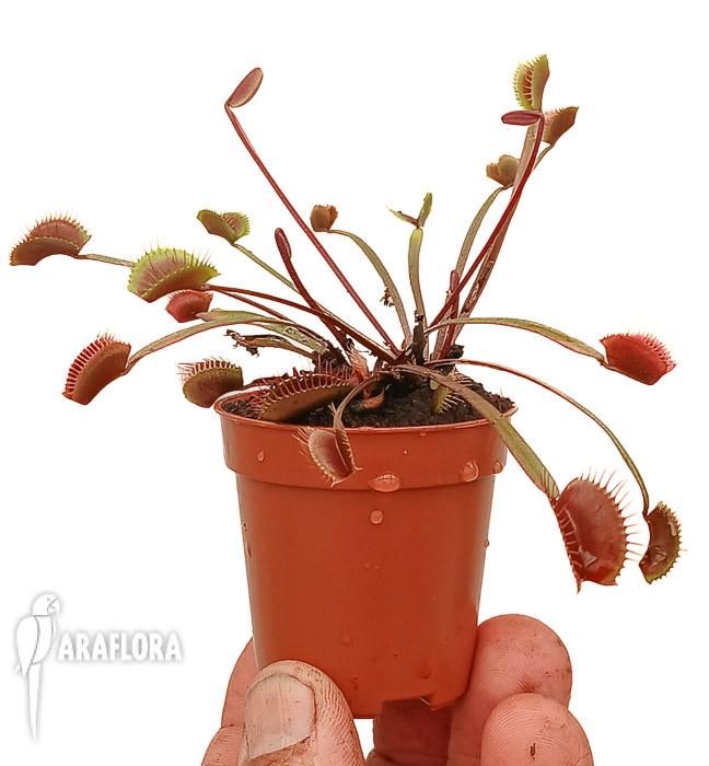 Dionaea muscipula ‘New Red’