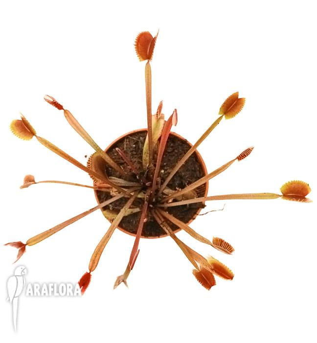 Dionaea muscipula ‘New Red’