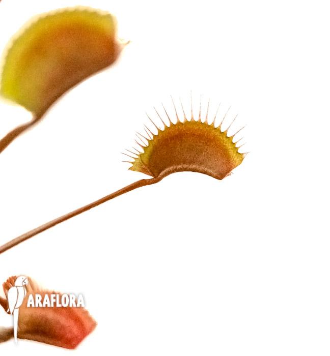 Dionaea muscipula ‘New Red’