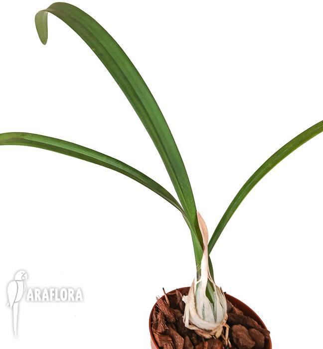 Encyclia randii var Tipo