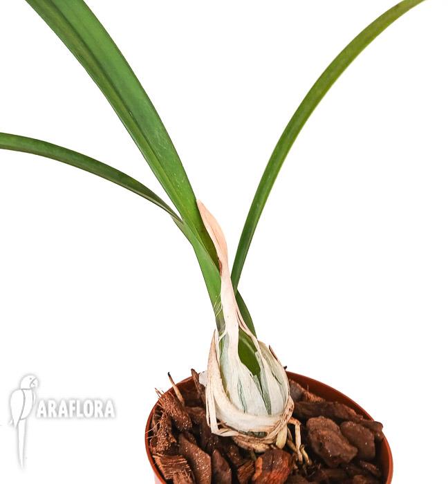 Encyclia randii var Tipo