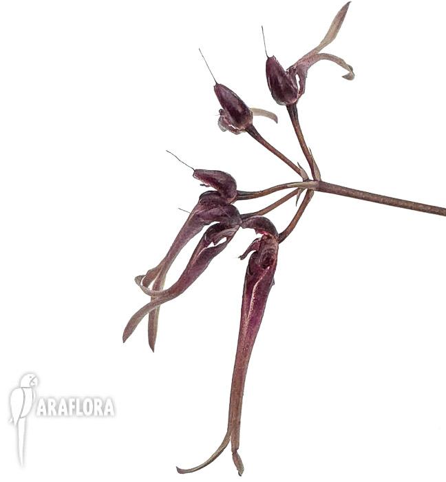 Bulbophyllum delitescens