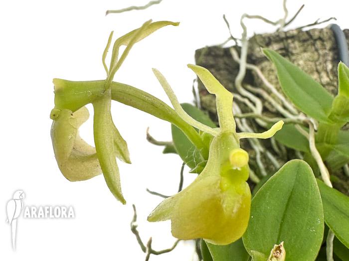 Epidendrum porpax ‘Alba’