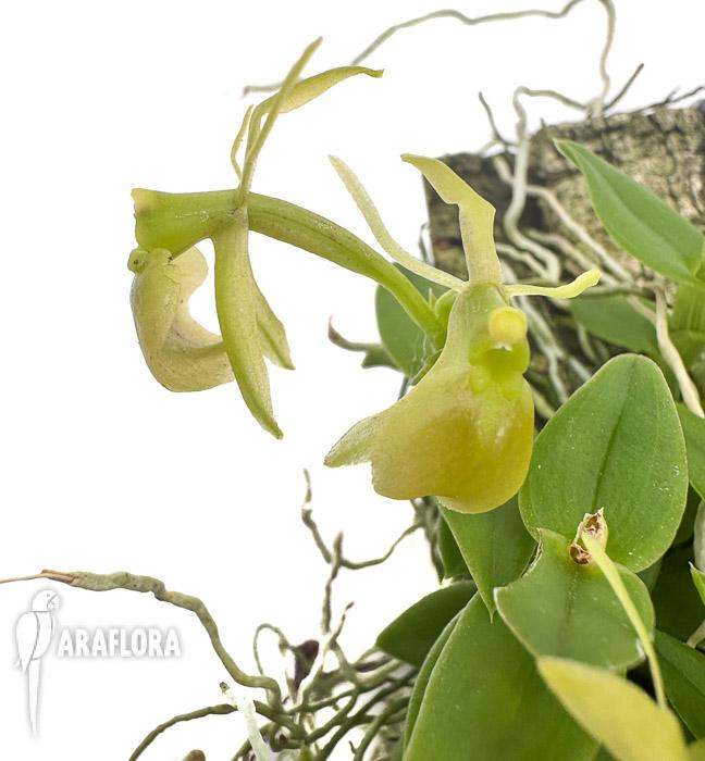 Epidendrum porpax ‘Alba’