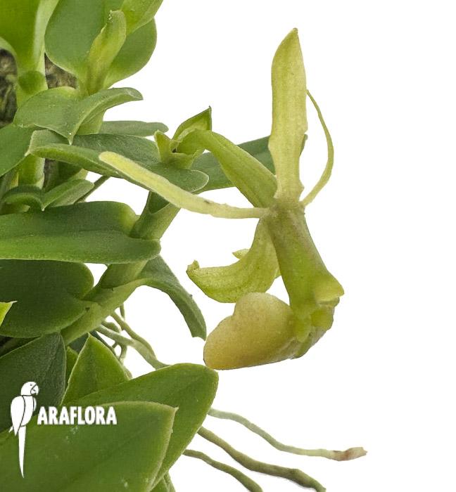 Epidendrum porpax ‘Alba’