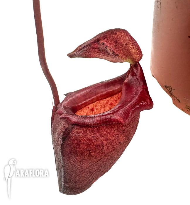 Nepenthes flava ‘xl’