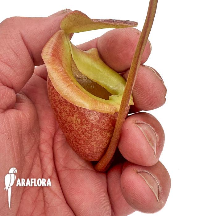 Nepenthes flava ‘xl’