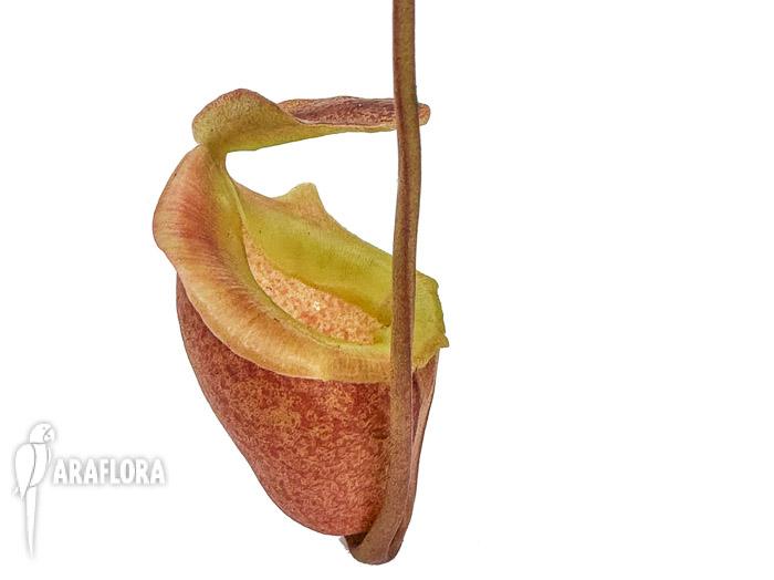 Nepenthes flava ‘xl’
