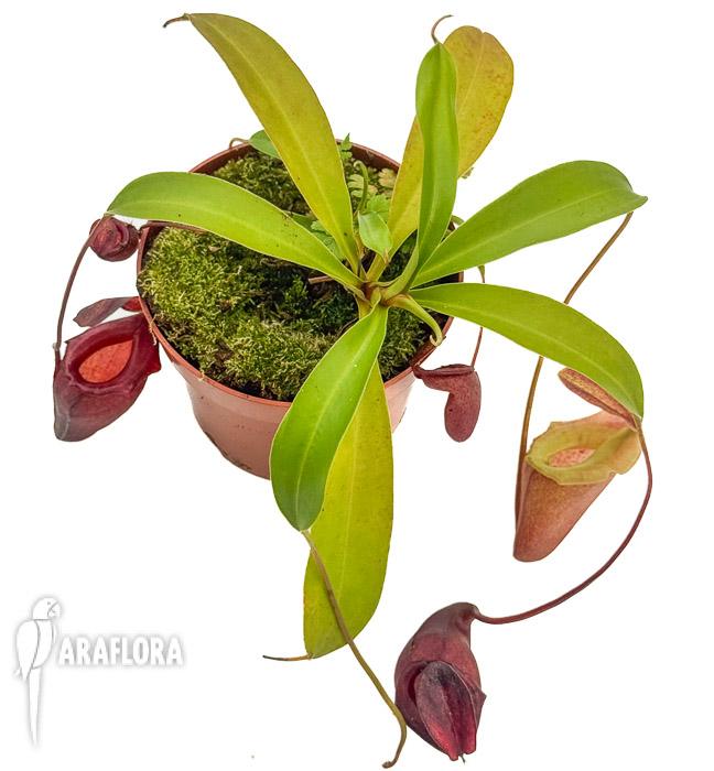 Nepenthes flava ‘xl’