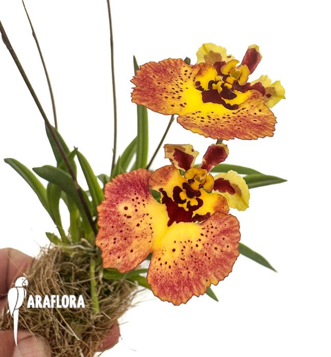 Tolumnia x yellow panther
