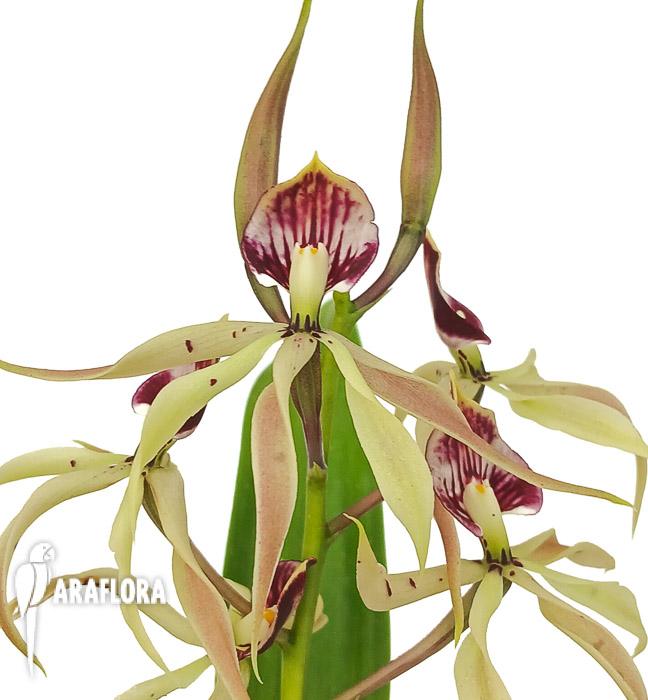 Encyclia cochleata ‘octopussy’