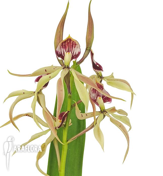 Encyclia cochleata ‘octopussy’