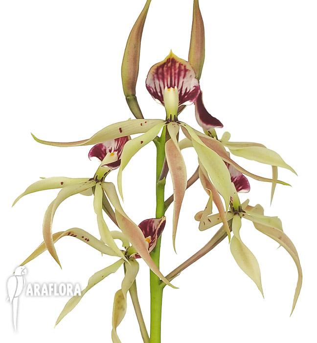 Encyclia cochleata ‘octopussy’