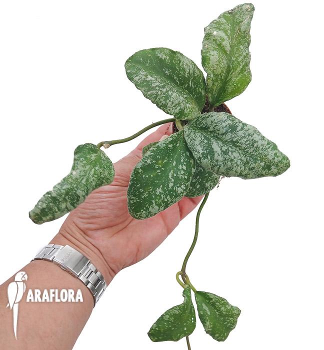 Hoya waymaniae ‘Kapuas’