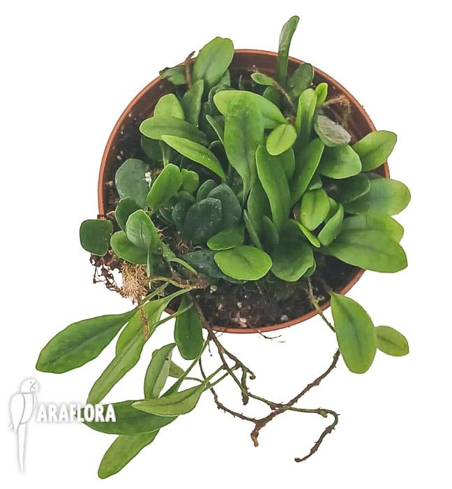 Lemmaphyllum microphyllum
