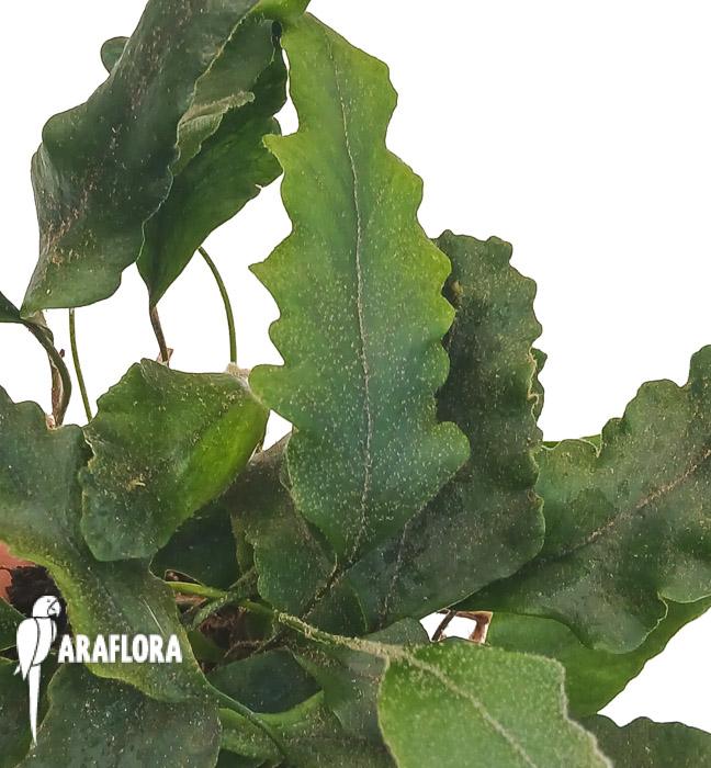 Pyrrosia lingua ‘undulata’